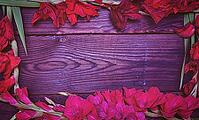 Red galadiolus on a brown wooden background, free space in the middle [IBR125382571]
