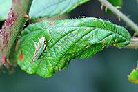 A small, colourful insect (rhododendron cicada) is perched on a green leaf in the countryside, Horn Bad Meinberg [IBR125382572]