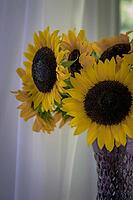 Sunflowers in Glass Vase Next to Window: Cozy Decor and Autumn Still Life Concepts [IBR125382592]