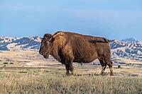 American bison grazing in Badlands National Park, South Dakota [IBR125382606]
