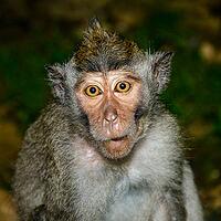 Monkey pretended to know nothing [IBR125382629]