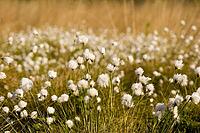 Cottongrass fruits after flowering [IBR125382631]