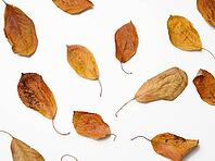 Dry golden cherry leaves on white background, top view [IBR125382637]