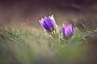 Spring background with flowers in a meadow. Pasque flower (Pulsatilla grandis) [IBR125382646]