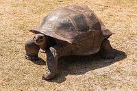 Marching Aldabra Giant Tortoise At The Tortoise Sanctuary On Curieuse Island, Seychelles [IBR125382651]