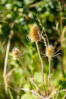 Three Dried Teasel Plants stood prominently against a blurred green foliage background. The plants are brown and spiky, with long stems [IBR125382657]