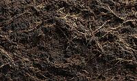 Front-facing texture of compacted forest humus layer, dark organic fine texture. AI generated [IBR125395915]