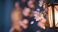 Apple Tree Blossoms at Dusk Lit by a Warm Garden Lantern with Drifting Petals, Spring Bloom Bokeh Background with Copy Space, AI generated [IBR125395921]
