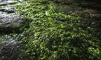 Front-facing texture of green algae layer on stone, moist organic surface. AI generated [IBR125395923]