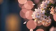 Apple Tree Blossoms at Dusk Lit by a Warm Garden Lantern with Drifting Petals, Spring Bloom Bokeh Background with Copy Space, AI generated [IBR125395924]