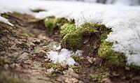 Front-facing texture of forest thaw patch, exposed soil and moss surrounded by melting snow. AI generated [IBR125395928]
