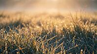 Dew Covered Meadow Grass at Summer Sunrise with Morning Mist and Golden Sparkle Bokeh, Fresh Background with Copy Space, AI generated [IBR125395929]