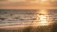 Sea Horizon at Sunset with Golden Light Path and Blurred Dune Grass, Warm Ocean Sparkle Bokeh Background with Copy Space, AI generated [IBR125395931]