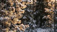 Low Sun Rays Through Snowy Pine Branches at Golden Hour with Sparkling Frost Bokeh, Winter Forest Background with Copy Space, AI generated [IBR125395945]