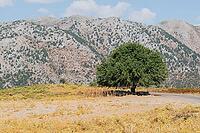 Greek traditional village Omalos in the mountains of Crete, where a flock of sheep hides from the sun in the cool shade of a leafy tree [IBR125405013]