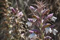 Acanthus flower in warm Mediterranean climate, nectar source for butterflies, plant Bears breeches. [IBR125405014]