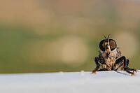 Hairy robber fly with large eyes captured on Crete. Machimus rusticus. Copyspace for your text . [IBR125405019]