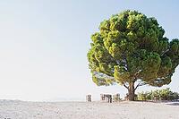 Authentic simple Cretan outdoor cafe in the mountains, with wooden chairs and tables placed under a large pine tree during sunny summer weather [IBR125405024]