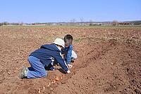 Two cute boys playing and sowing onion [IBR125405025]