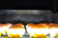 Chicken eggs on conveyor, rejection, marking, and sorting for further packing [IBR125405026]