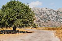 Greek traditional village Omalos in the mountains of Crete, where a flock of sheep hides from the sun in the cool shade of a leafy tree [IBR125405058]
