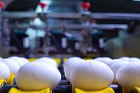 Chicken eggs on conveyor, rejection, marking, and sorting for further packing [IBR125405060]