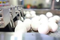 Chicken eggs on the conveyor on the way to the packing department [IBR125405062]