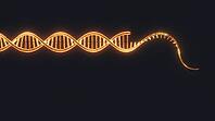 Abstract glowing amber DNA strand with exposed single strand sticky end overhang, dark background, studio shot, AI generated [IBR125407456]