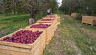 Several wooden boxes with red apples on the grass garden [IBR125411072]