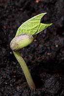 Fresh sprouting garden bean [IBR125411080]