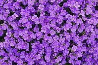 Blue pillow flower carpet [IBR125411083]