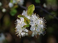 Apple tree blossoms [IBR125411091]