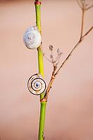 Dune snail collection - Praia da Figueira - Algarve - Portugal [IBR125411144]