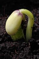 Fresh sprouting garden bean [IBR125411150]