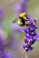 Wild bumblebee drinking nectar on a lavender inflorescence [IBR125411154]