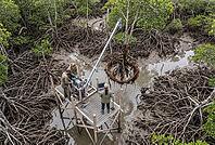 Scientific mangrove wetland restoration and coastal ecosystem conservation, researchers analyze root biomechanics using custom winch hoist equipment on elevated marsh platform, field biology and environmental engineering intersect in muddy intertidal mang [IBR125414123]