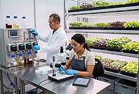 Controlled environment agriculture and modern plant biotechnology optimize indoor food security, agronomists analyze microgreen genetics using precision microscopy and automated nutrient dosing systems, tiered vertical shelving structures with full spectr [IBR125414151]