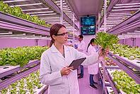 Vertical farming indoor agriculture research laboratory, agronomist inspecting hydroponic lettuce under led grow lights with digital tablet, automated food security systems combining bioengineering with precision controlled environment cultivation, steril [IBR125414161]