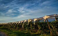 Vines protected by foil, vines, viticulture, evening light, Fellbach, Baden-Württemberg, Germany [IBR125414224]