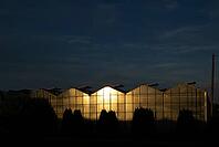Sun reflected in greenhouse, nursery, agriculture, evening light, golden hour, Fellbach, Baden-Württemberg, Germany [IBR125414228]
