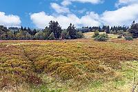 Heathland on flat hilltop of Kahler Asten, Kahler Asten, Winterberg, Hochsauerlandkreis, North Rhine-Westphalia, Germany [IBR125414231]