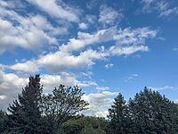 Wind-driven white cluster clouds Cumulus fractus under blue sky pass over treetops Treetops of mixed forest, Germany [IBR125414250]