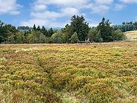 Heathland on flat hilltop of Kahler Asten, Kahler Asten, Winterberg, Hochsauerlandkreis, North Rhine-Westphalia, Germany [IBR125414276]