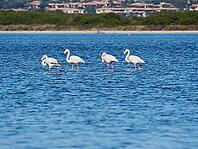 A picture of pink flamingos in the water, San Teodoro, Sardinia, Italy [IBR125415350]