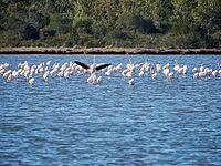 A picture of pink flamingos in the water, San Teodoro, Sardinia, Italy [IBR125415351]