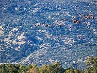A picture of pink flamingos in the water, San Teodoro, Sardinia, Italy [IBR125415352]