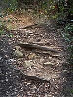 A photo in a fairy woodland in Sardinia, Italy [IBR125415353]