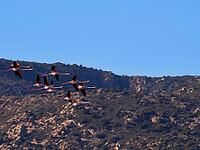 A picture of pink flamingos in the water, San Teodoro, Sardinia, Italy [IBR125415354]