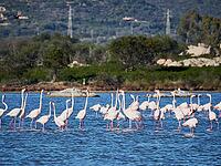A picture of pink flamingos in the water, San Teodoro, Sardinia, Italy [IBR125415355]