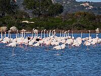 A picture of pink flamingos in the water, San Teodoro, Sardinia, Italy [IBR125415362]
